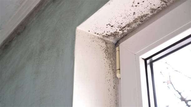 Mold Removal and Inspection in Eastlake, OH