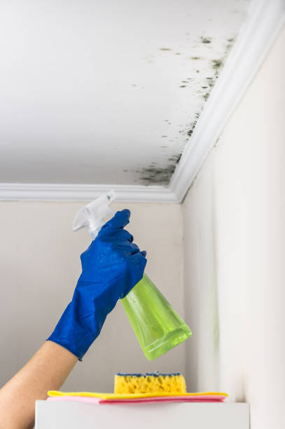 Best Mold Damage Repair  in Eastlake, OH
